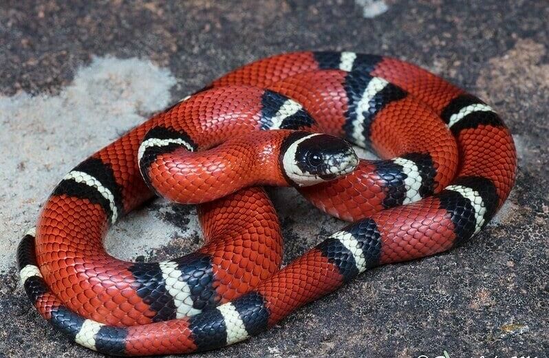 Imagem do King Snake